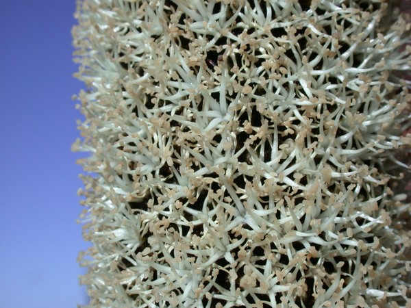 Banxia Flower